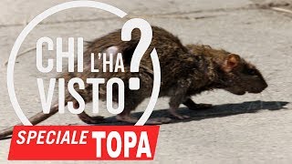 TRAPPOLA FAI DA TE TOPI di Fogna RATTI PANTEGANE GRANDI ENORMI [upl. by Munson]