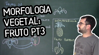 Organologia do Fruto Morfologia pt3  Aula 22 Botânica Prof Guilherme [upl. by Nalani111]