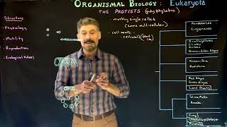 Protist Introduction and Organization [upl. by Antonino]