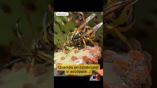 ACCOPPIAMENTO Calabrone e vespa bee beekeeping lifecoaching larinascitaribelle [upl. by Akilegna]