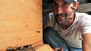 How to Capture A Honey Bee Swarm Easy  Warre Hive Update [upl. by Maker230]