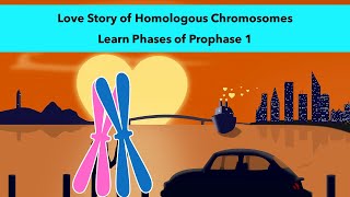 Stages of Prophase 1 of Meiosis with a visual mnemonic [upl. by Ecidnarb]