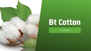 Bt Cotton Genetic engineering  Agrobacterium tumefaciens  Bt toxin role [upl. by Yntirb]