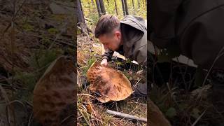 Beautiful mushrooms from Eastern Europe funghi porcini boletus grzyby гриби [upl. by Sakiv]