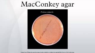 MacConkey agar [upl. by Raymond139]