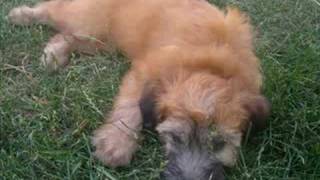 Wheaten Terrier Puppy Slide Show [upl. by Spencer]