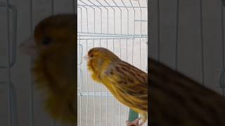 chant singing canaries 76 تغريد الكناري [upl. by Latnahs742]