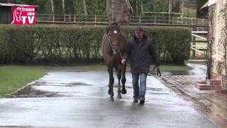 MOTIVATOR étalon au Haras du Quesnay  RDE 2015 [upl. by Melas60]