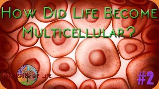 How Did Life Become Multicellular  Mysteries of Life 2 [upl. by Daffie]