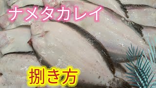 魚の捌き方ナメタカレイ捌き方 [upl. by Yann356]