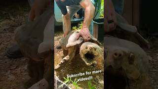 Picking Up a GIANT Alligator Snapping Turtle [upl. by Vanya]