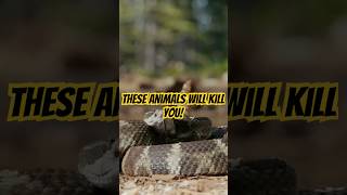 Most Poisonous Animals in the World 🐍 poison animals deadly [upl. by Aihsa]