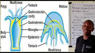 Phylum Cnidaria [upl. by Anida]