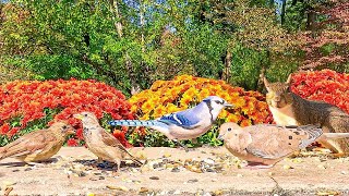 🔴 247 LIVE Fall Edition Birds Chipmunks Squirrel 🍁 Bird Videos for Cats [upl. by Ariec]