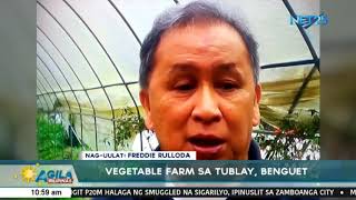 Vegetable farm sa Tublay Benguet dinagsa ng mga turista [upl. by Trudi194]