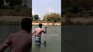 Big Mullet Fish catching using biscuit bait mulletfish fishing [upl. by Delilah295]