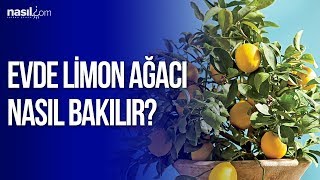 Evde Limon Ağacı Nasıl Bakılır  Nasilcom [upl. by Enywtna]