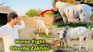 Horse Fight Ho Gai  Shery Punjab Ghorda Zakhmi Ho Geya 😰  Bull Sale Kar Rhy Hen 🐂 [upl. by Finny]