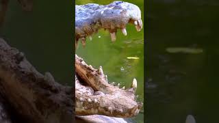 Feeding Time for the Nile Crocodiles  Crocodylus Niloticus [upl. by Harland871]