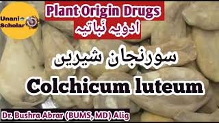 Suranjan shereen  سورنجان شیریں Colchicum luteum Plant Origin Drug Mufradat lecture with slide [upl. by Almallah]