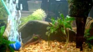 Cory catfish spawning February 9th 2014 [upl. by Ahsille]