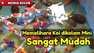 Cara Memelihara Ikan Koi dikolam Mini  Mudah dan Simpel [upl. by Ainesej]