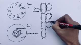 A Level Biology  Translocation in Phloem mass flow [upl. by Sclater]