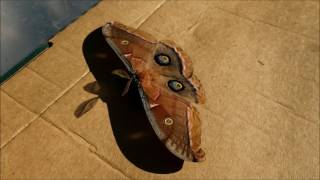 Polyphemus Moth Flying In Slow Motion [upl. by Gnilyarg96]