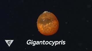 Weird and Wonderful The giant seed shrimp looks like a swimming orange pingpong ball [upl. by Alleyn]