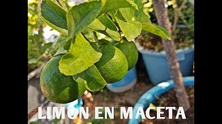 TRUCOS PARA QUE TU LIMÓN DE MUCHOS FRUTOS Y COMO TENER NARANJAS Y POMELO EN UNA SOLA PLANTA [upl. by Inahet]