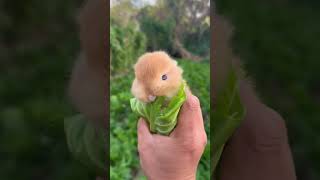 A little rabbit in the palm of your hand Cute pet debut plan Rabbit Rural cute pet [upl. by Pyle607]