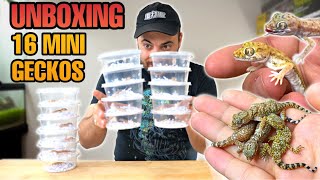 UNBOXING 16 GECKOS PROJECT SAND GECKOS Stenodactylus sp [upl. by Oiramat]