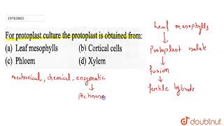 For protoplast culture the protoplast is obtained from [upl. by Alad]