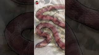 The Fascinating Evolution of Najash rionegrina The Snake with Legs [upl. by Nosloc]