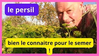 Le PERSIL  un légume a bien connaitre avant de semer [upl. by Codd]