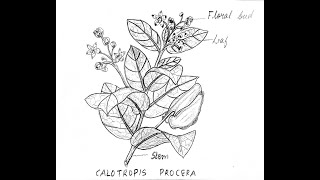 CALOTROPIS PROCERA BIOLOGY DIAGRAM CLASS 12 [upl. by Sivrup780]