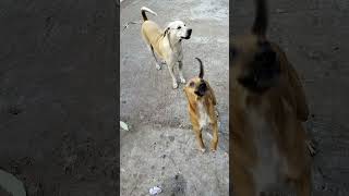 Dogie jump shorts street pets animality [upl. by Nayab791]