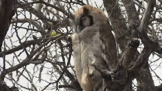 Verreauxs Eagle Owl and Chick [upl. by Nyladnek]