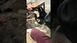 more random facts about my quirky husky husky dogvideos [upl. by Leopoldine839]