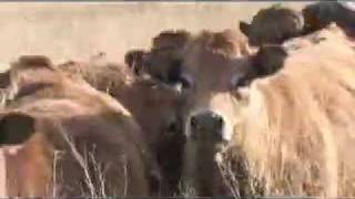 Aubrac cattle [upl. by Maryellen346]