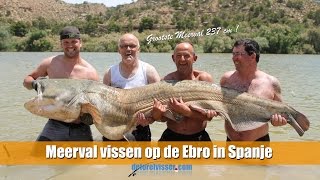 Meerval vissen op de Ebro in Spanje Meerval van 237 cm [upl. by Arluene]