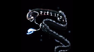 The Mysterious Female Black Dragon Fish [upl. by Aelhsa646]