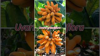 Cobain Buah Pisang Akar Uvaria Grandiflora buah buahunik shorts [upl. by Kial795]