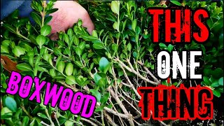 How to trim boxwood bushes and not stress about it timelapse [upl. by Athalla]