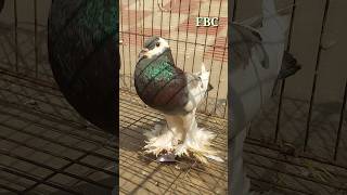 PouterPigeonPrice PouterPigeonPrice PouterPigeon PigeonPrice short shorts shortvideo [upl. by Budd]