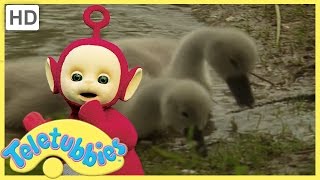 Teletubbies Full Episodes  Cygnets  Teletubbies English Episodes [upl. by Alabaster15]