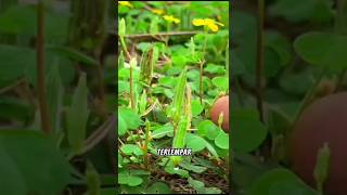 Oxalis stricta atau woodsorrel shorts470 jofasttv568 [upl. by Evatsug]