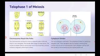 Meiosis  Reductional division class1011 neet icse cbse bseb [upl. by Atilrep356]