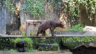 OMG Check Out This Massive Grizzly Bear at the Zoo [upl. by Htilil]