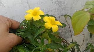 How to grow Turnera plant  The yellow elder plant in Hindi  Full tutorial  Smart Garden [upl. by Aig]